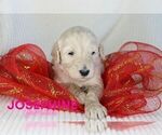 Small Photo #5 Goldendoodle Puppy For Sale in NORTH LIBERTY, IN, USA