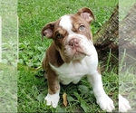 Small Photo #7 English Bulldog Puppy For Sale in BURTON, MI, USA