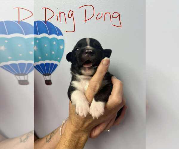 Medium Photo #5 Mutt Puppy For Sale in GILBERTS, IL, USA