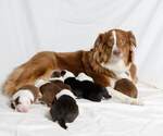 Small Photo #1 Australian Shepherd Puppy For Sale in LOS ANGELES, CA, USA
