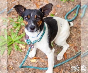 Jack Russell Terrier-Unknown Mix Dogs for adoption in Washington, DC, USA