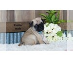 Small Photo #8 Pug Puppy For Sale in CLARE, MI, USA