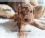 Small Photo #105 Goldendoodle (Miniature) Puppy For Sale in GASTONIA, NC, USA