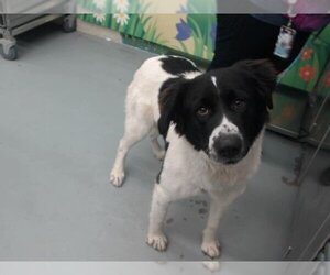 Border Collie-Unknown Mix Dogs for adoption in Waco, TX, USA
