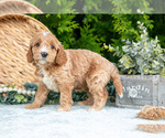 Small #1 Cavapoo