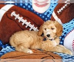 Small Photo #5 Goldendoodle (Miniature) Puppy For Sale in KIRKWOOD, PA, USA