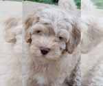 Small Photo #3 Cockapoo Puppy For Sale in PIONEER, CA, USA