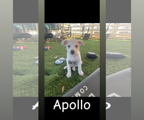 Medium Photo #1 American Pit Bull Terrier-Siberian Husky Mix Puppy For Sale in Turlock, CA, USA