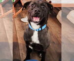 Small #6 Labrador Retriever Mix