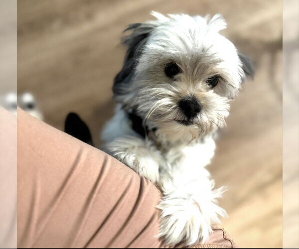 Medium Photo #2 Malchi Puppy For Sale in SHERBURNE, NY, USA