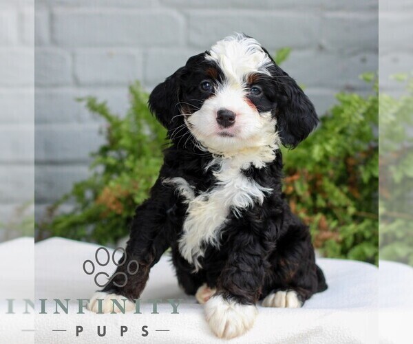 Medium Photo #1 Bernedoodle (Miniature) Puppy For Sale in LITITZ, PA, USA