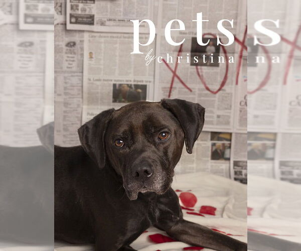 Medium Photo #9 Labrottie Puppy For Sale in Foristell, MO, USA