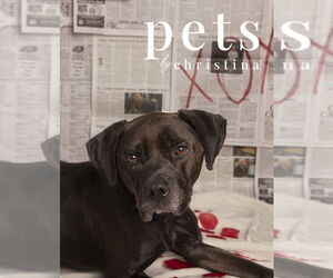 Zuse - Male Labrador Retriever-Unknown Mix Dog for Adoption - Photo #9