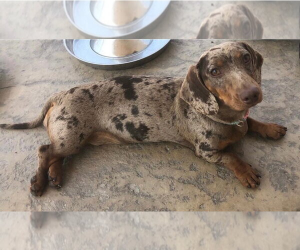 Medium Photo #3 Dachshund Puppy For Sale in Hesperia, CA, USA