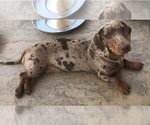 Small #2 Dachshund