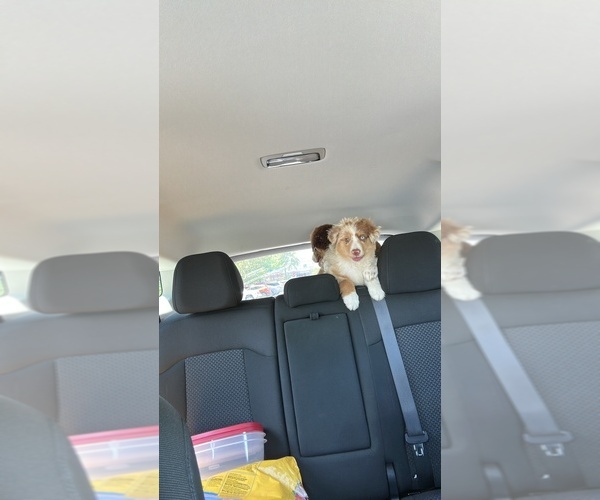 Medium Photo #11 Miniature Australian Shepherd Puppy For Sale in BROCKTON, MA, USA