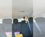 Small #10 Miniature Australian Shepherd