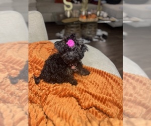 Maltipoo Puppy for sale in MEMPHIS, TN, USA