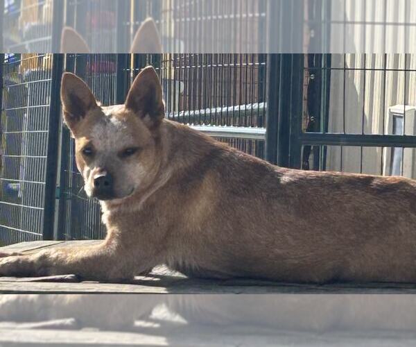 Medium Photo #2 Mutt Puppy For Sale in Highland, IL, USA