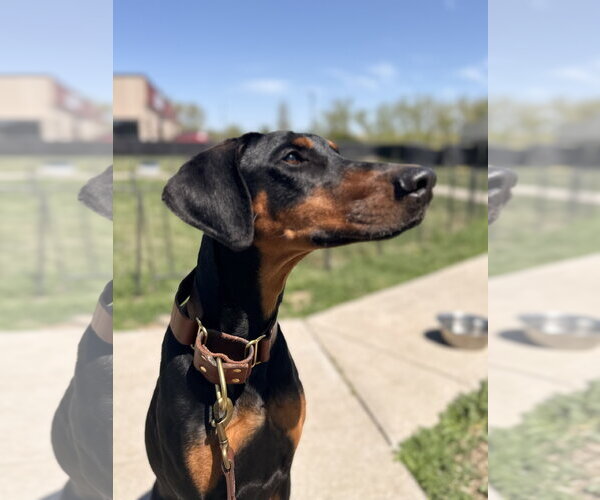 Medium Photo #7 Doberman Pinscher Puppy For Sale in Omaha, NE, USA