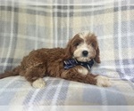 Small #5 Cavapoo