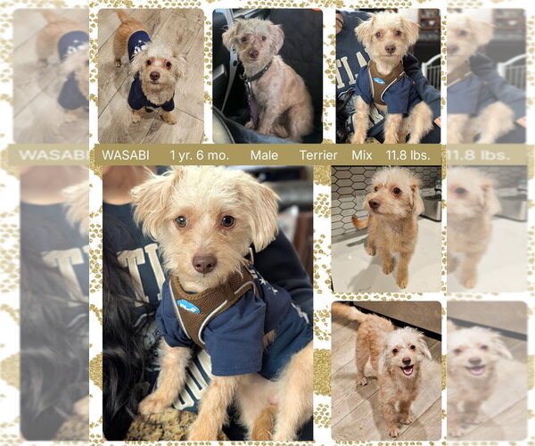 Medium Photo #1 Mutt Puppy For Sale in Mesa, AZ, USA