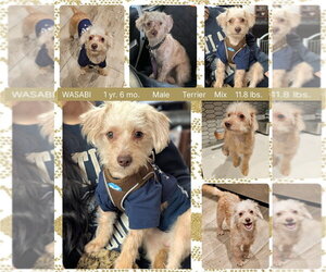 Mutt Dogs for adoption in Mesa, AZ, USA