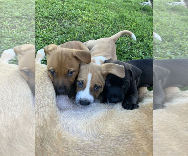 Medium Photo #3 Mutt Puppy For Sale in Royal Palm Beach, FL, USA