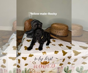 Goldendoodle mix (+ Poodle Standard) Puppy for sale in WEAVER, AL, USA