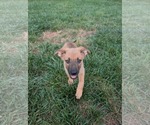 Small #4 Mutt