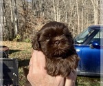 Puppy Molly Shih Tzu