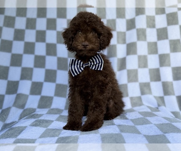 Medium Photo #1 Cavapoo (Miniature) Puppy For Sale in LAKELAND, FL, USA