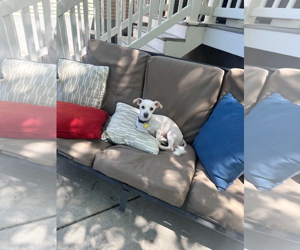 Medium Photo #3 Maltese Puppy For Sale in Sandy, UT, USA