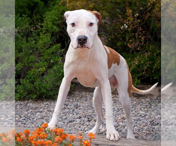 Medium Photo #3 American Staffordshire Terrier-Unknown Mix Puppy For Sale in Albuquerque, NM, USA
