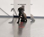 Small #2 American Staffordshire Terrier-Border Collie Mix