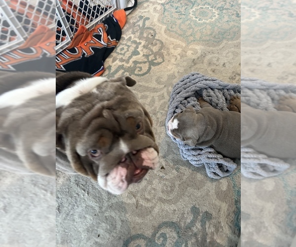 Medium Photo #1 Bulldog Puppy For Sale in MIDDLETOWN, DE, USA