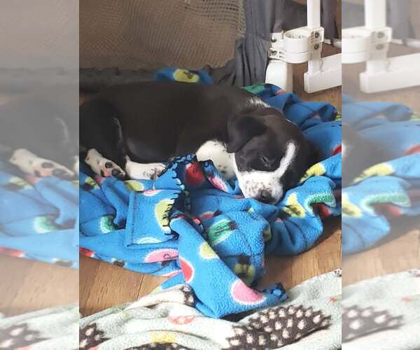 Medium Photo #3 Border Collie Puppy For Sale in Poplar Bluff, MO, USA