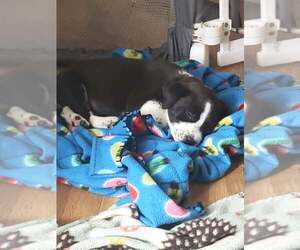 Shirley - Female Border Collie Dog for Adoption - Photo #3