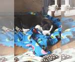 Small #2 Border Collie