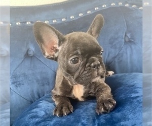 French Bulldog Puppy for sale in HENDERSON, NV, USA