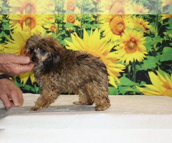 Medium Photo #31 Poodle (Toy) Puppy For Sale in DYERSBURG, TN, USA