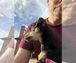 Small #2 Dachshund