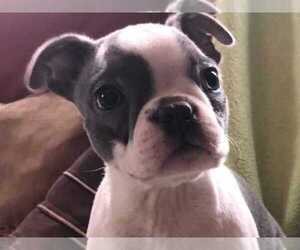 Boston Terrier Puppy for sale in TEWKSBURY, MA, USA