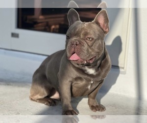 Father of the French Bulldog puppies born on 11/14/2025