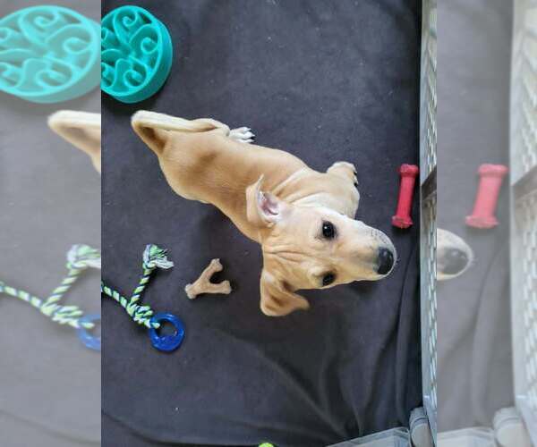 Medium Photo #2 Black Mouth Cur-Unknown Mix Puppy For Sale in oakland, FL, USA