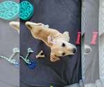 Small #1 Black Mouth Cur Mix