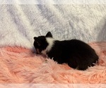 Small #2 American Corgi