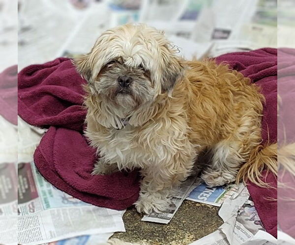 Medium Photo #3 Shih Tzu-Unknown Mix Puppy For Sale in Mukwonago, WI, USA