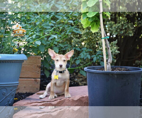 Medium Photo #2 Mutt Puppy For Sale in Sandy, UT, USA