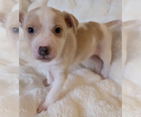 Medium Photo #6 Mutt Puppy For Sale in Brooklyn Center, MN, USA